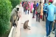 男子公园奇遇，猴子抢食还赏一巴掌，网友热议动物界的反击
