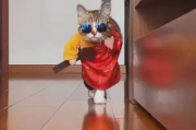 网红猫爷掀起猫步模仿潮，萌态万千引发网友追捧
