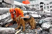 汶川地震英雄犬终别尘世，67只搜救犬全部离世，致敬永恒的搜救伙伴