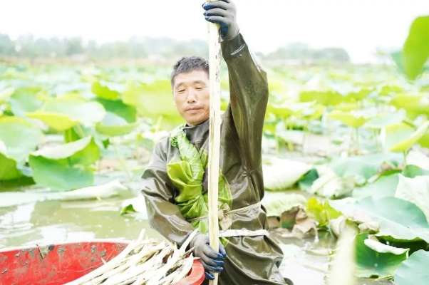 武汉莲藕创世界纪录，超3米长莲藕惊艳亮相，彰显中国农业实力
