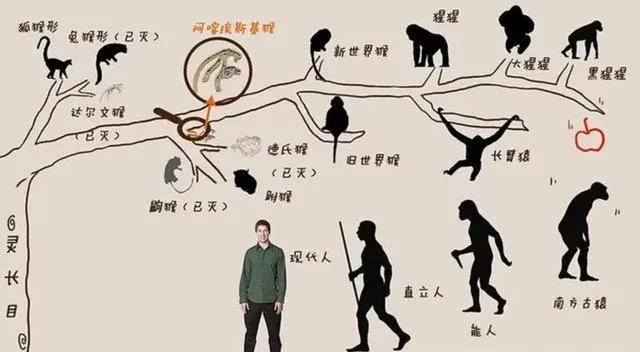 猴子进化使用工具，威胁人类地位？人类为何不阻止其进化？