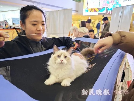 上海宠物超市单日最高营业额破10万，宠物经济热潮席卷申城