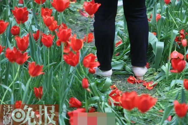 官方紧急回应，女子赤脚踏入晶花池拍照事件引发热议，真相究竟如何？
