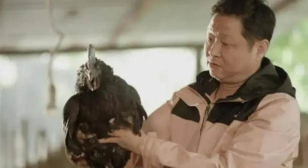 前央视主持人华丽转身，养鸡事业风生水起，揭秘转型背后的故事