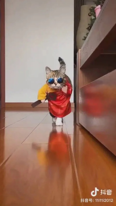 网红猫爷掀起猫步模仿潮，萌态万千引发网友追捧