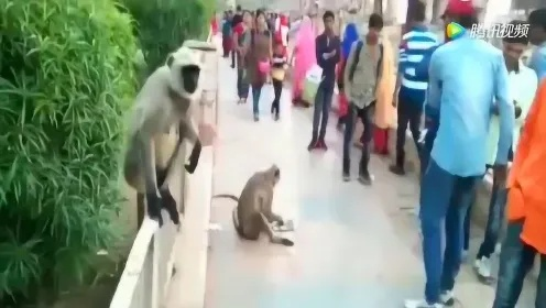 男子公园奇遇，猴子抢食还赏一巴掌，网友热议动物界的反击