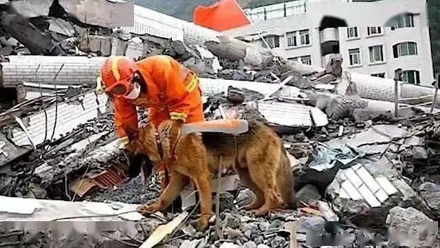汶川地震英雄犬终别尘世，67只搜救犬全部离世，致敬永恒的搜救伙伴